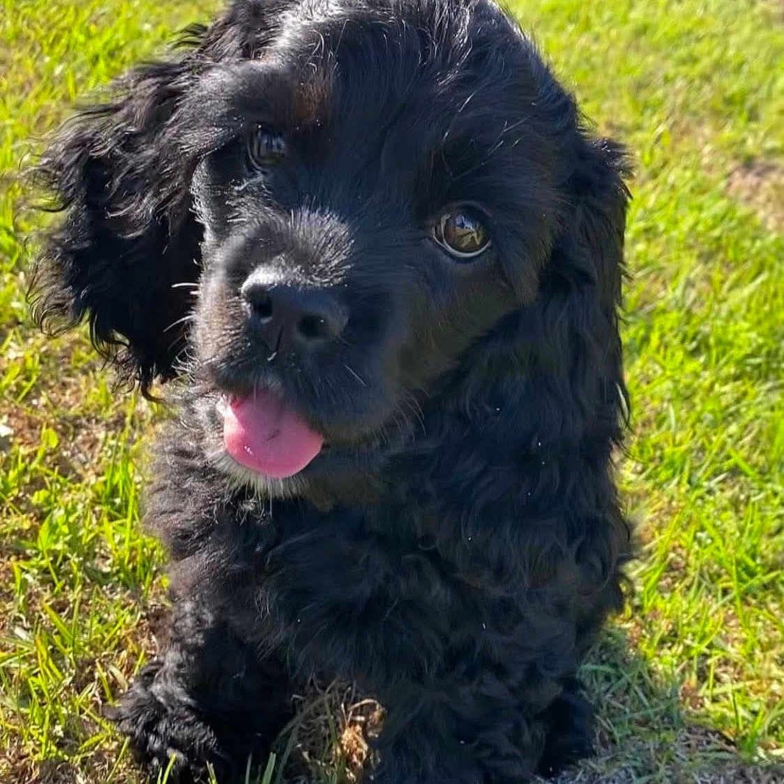 Tallulah