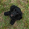 Tallulah joined the competition — help win amazing prizes! adorable, animal, black_dog, curious, cute, dog, eyes, friendly, fur, grass, looking_up, mammal, nature, outdoor, pet, playful, puppy, small, tongue, young