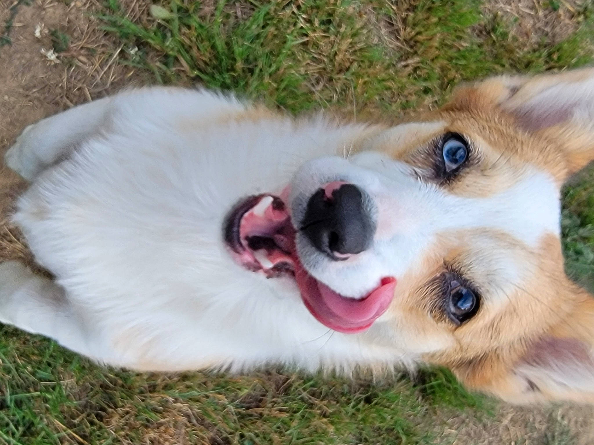 Dayzee Duke joined the competition — help win amazing prizes! canidae, carnivore, collar, companion_dog, dog, dog_breed, dog_collar, dog_supply, fang, fawn, foot, fur, grass, paw, plant, snout, sporting_group, terrestrial_animal, whiskers, working_dog