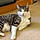 Ringo