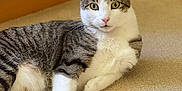 Ringo is registered to the contest to win money with this photo: cat, tabby, white, carpet, indoor, pet, feline, relaxed, animal, whiskers, paw, ears, fur, cute, domestic, laying, looking, closeup, portrait, home