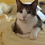 Ringo is registered to the contest to win money with this photo: cat, tabby, white_fur, pet, indoor, bed, blanket, fur, animal, cute, relaxed, domestic_cat, whiskers, paws, sleepy, resting, closeup, portrait, feline, curious