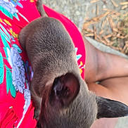 Nora Pierre joined the competition — help win amazing prizes! dog, pet, lap, person, red_dress, floral_pattern, legs, outdoor, concrete, dry_leaves, animal, brown_fur, small_dog, sitting, top_view, casual, daylight, close_up, companion, cute