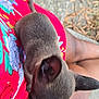 dog, pet, lap, person, red_dress, floral_pattern, legs, outdoor, concrete, dry_leaves, animal, brown_fur, small_dog, sitting, top_view, casual, daylight, close_up, companion, cute