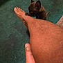 Nora Pierre is registered to the contest to win money with this photo: puppy, dog, foot, leg, carpet, indoor, brown, pet, animal, curious, closeup, paw, human, skin, toes, nail_polish, candid, sniffing, small_dog, domestic_animal