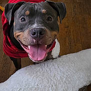 Dozer is registered to the contest to win money with this photo: dog, happy, smiling, tongue_out, red_sweater, wooden_floor, indoor, pet, canine, close_up, playful, fur, ears, nose, toy, fluffy, cute, animal, companion, looking_up