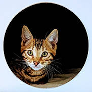 Véronique Michelot participe au concours pour gagner de l'argent avec cette photo : animal, cat, circular_frame, closeup, curious, cute, dark_background, ears, feline, fur, green_eyes, indoor, kitten, looking, pet, portrait, small, tabby, whiskers, young