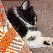 Bynx is registered to the contest to win money with this photo: black_and_white, blanket, carpet, cat, couch, cozy, ear, fur, home, indoor, kitten, nap, orange_blanket, paw, pet, plaid, sleeping, textile, tuxedo_cat, whiskers