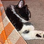 black_and_white, blanket, carpet, cat, couch, cozy, ear, fur, home, indoor, kitten, nap, orange_blanket, paw, pet, plaid, sleeping, textile, tuxedo_cat, whiskers