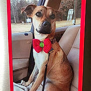 Mary joined the competition — help win amazing prizes! accessory, animal, bow_tie, brown_dog, calm, car_seat, cute, dog, indoor, knitted, leash, leather_seat, nature, pet, portrait, red_frame, sitting, trees, vehicle, window