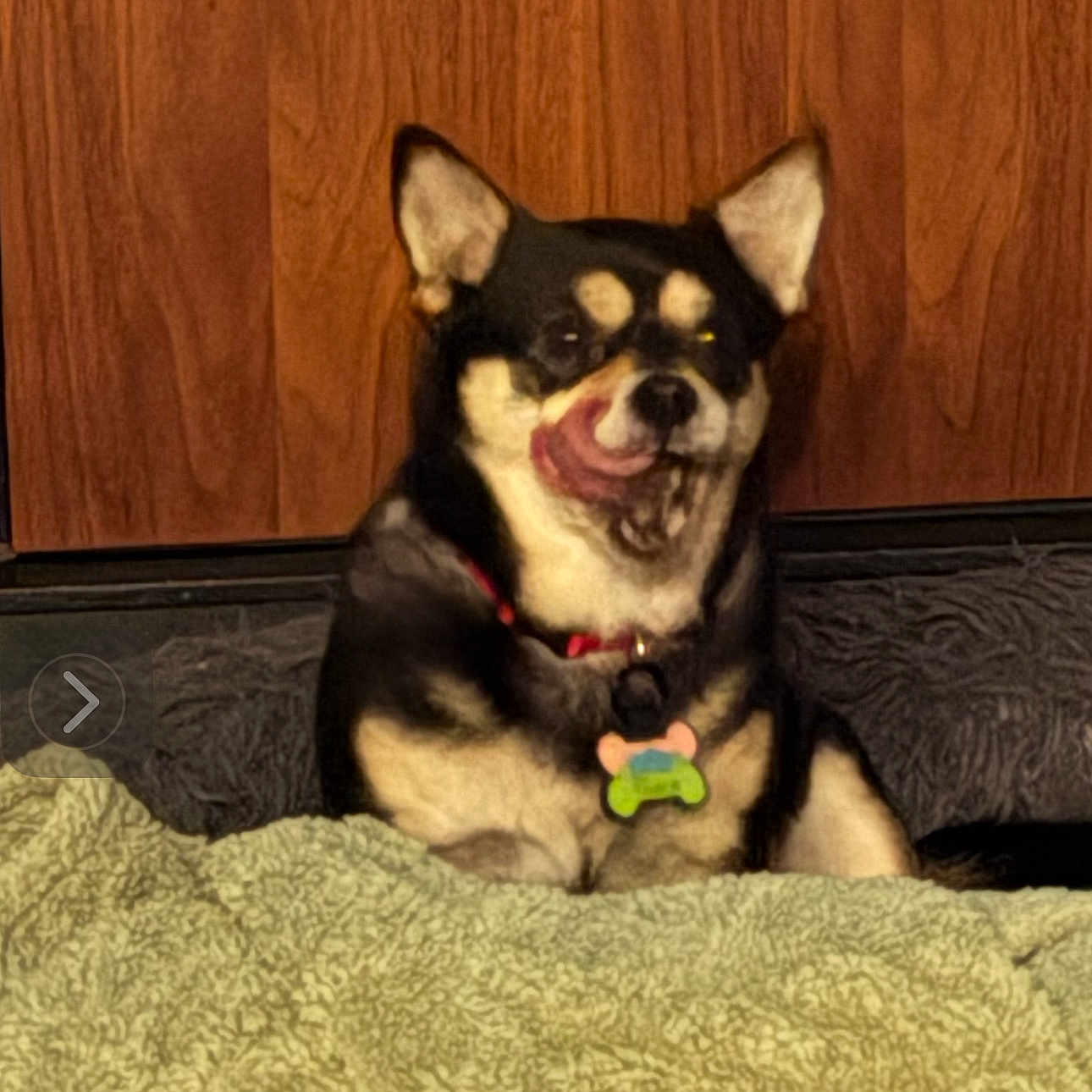 Tosca joined the competition — help win amazing prizes! bed, black_and_tan, blanket, chubby, collar, cozy, cute, dog, ears, fur, indoor, licking, nose, pet, portrait, shiba_inu, sitting, tag, tongue_out, wooden_panel