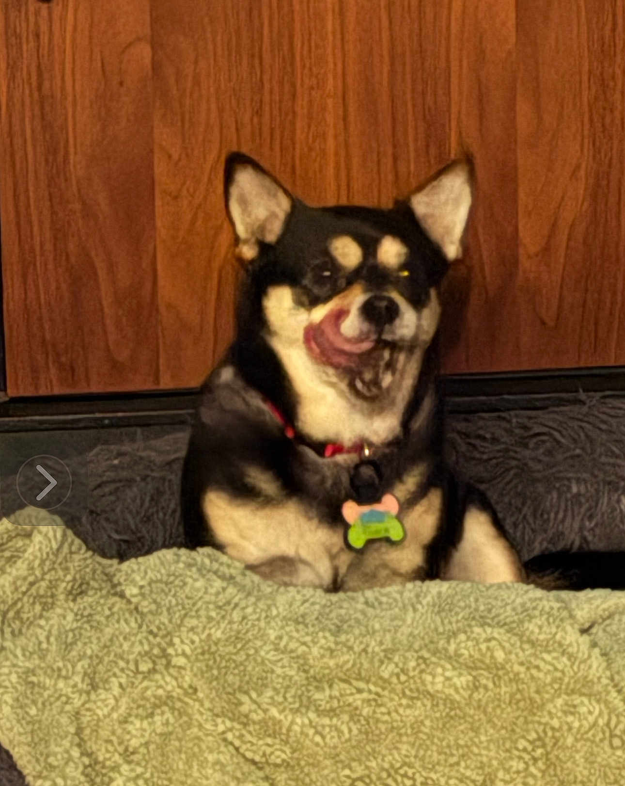 Tosca joined the competition — help win amazing prizes! dog, shiba_inu, pet, tongue_out, collar, tag, sitting, blanket, wooden_panel, indoor, ears, black_and_tan, cute, portrait, nose, bed, cozy, fur, licking, chubby