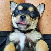 Tosca is registered to the contest to win money with this photo: puppy, dog, chihuahua, sleeping, tongue_out, cute, pet, fur, ears, paws, nose, whiskers, closeup, lap, human_legs, skin, brown_fur, black_fur, white_chest, relaxed