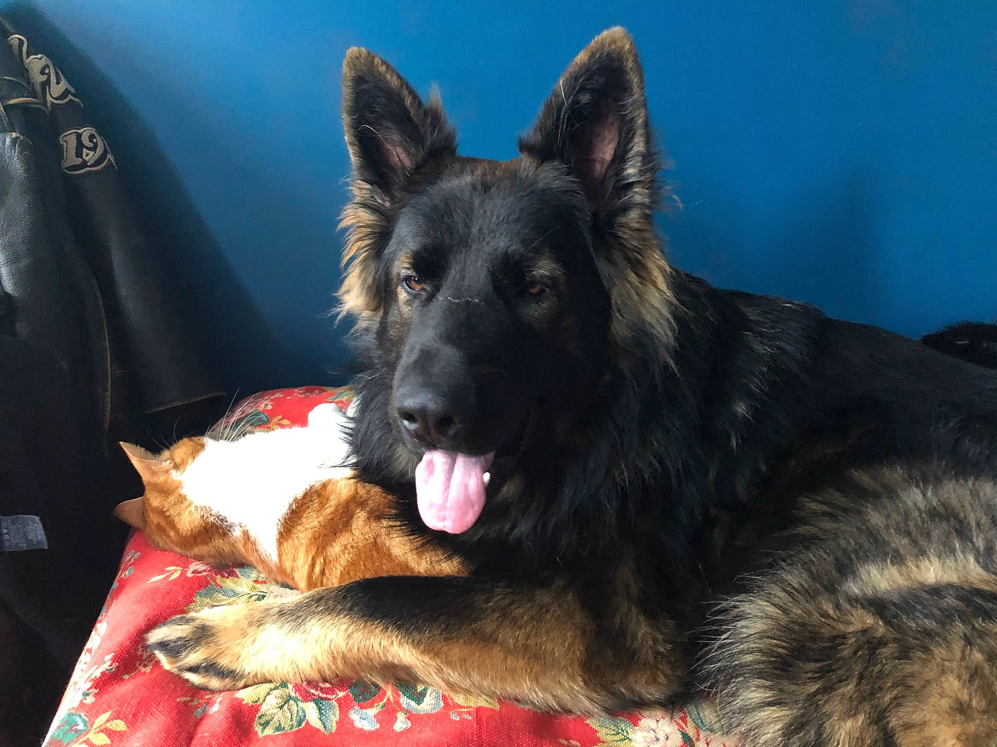 Medji joined the competition — help win amazing prizes! belgian_shepherd, bohemian_shepherd, canidae, carnivore, dog, dog_breed, dutch_shepherd_dog, east_european_shepherd, german_shepherd_dog, king_shepherd, kunming_wolfdog, mammal, old_german_shepherd_dog, rare_breed_dog, shiloh_shepherd_dog, snout, tervuren, vertebrate