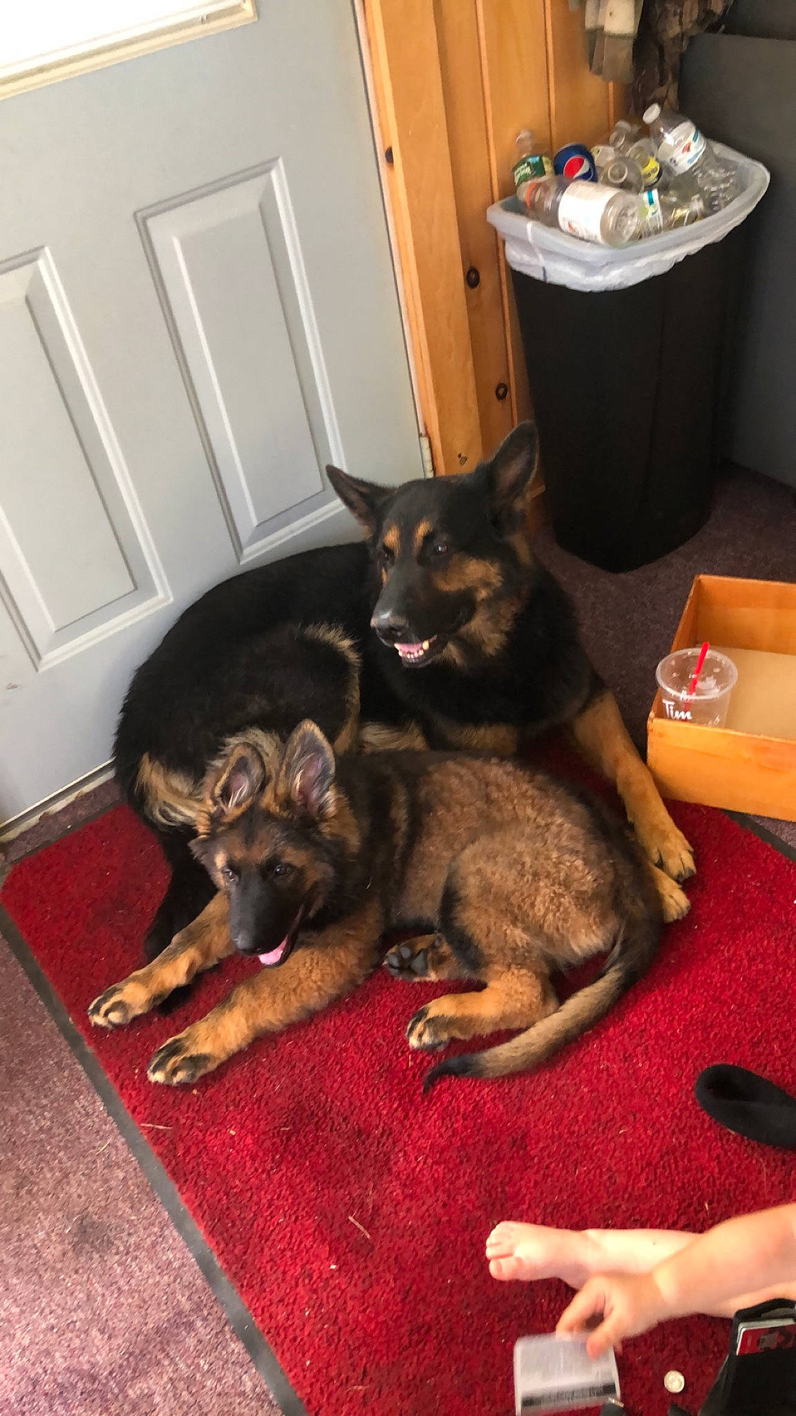 Medji is registered to the contest to win money with this photo: bohemian_shepherd, canidae, carnivore, companion_dog, dog, dog_breed, east_european_shepherd, german_shepherd_dog, herding_dog, king_shepherd, mammal, norwegian_elkhound, old_german_shepherd_dog, vertebrate, wolfdog