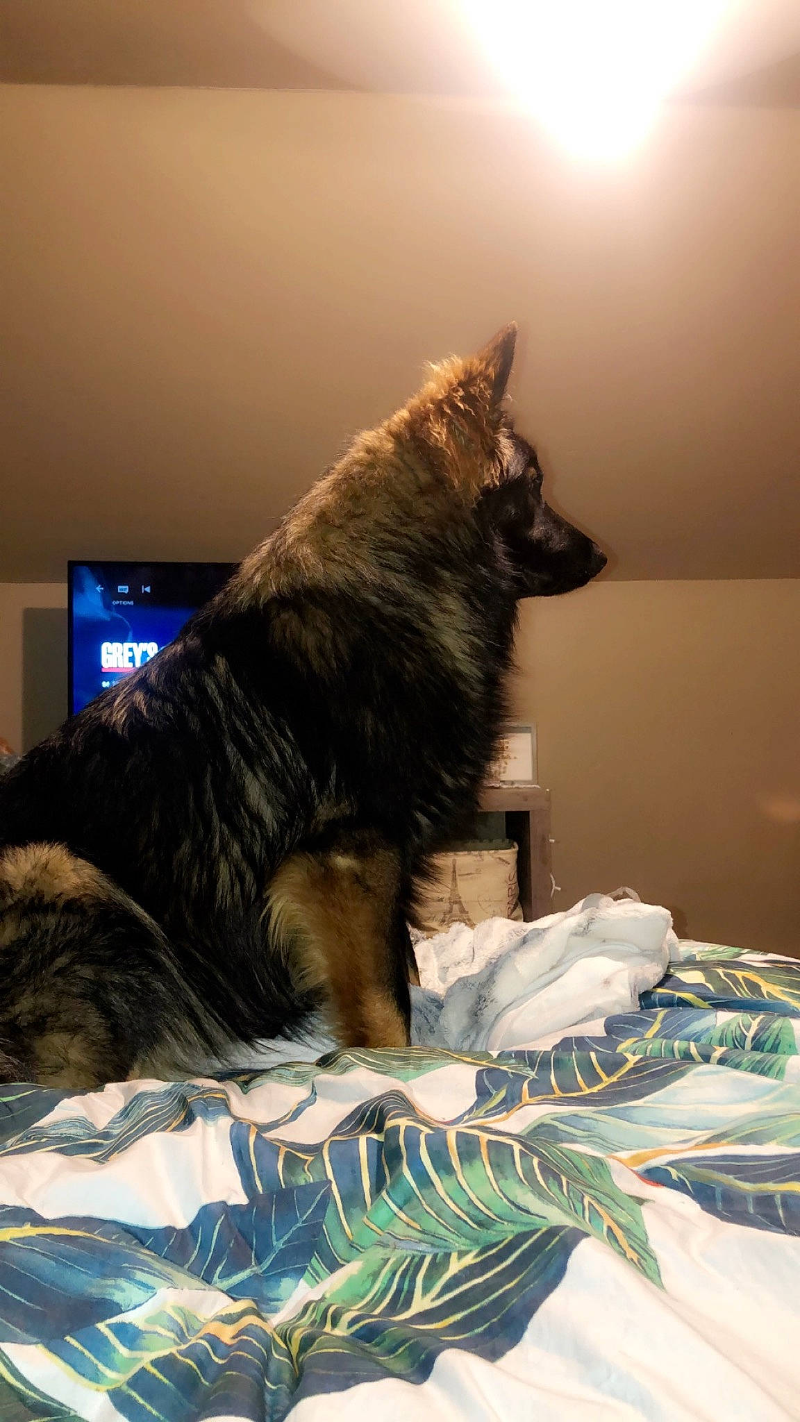 Medji is registered to the contest to win money with this photo: belgian_shepherd, bohemian_shepherd, canidae, carnivore, dog, dog_breed, dutch_shepherd_dog, german_shepherd_dog, mammal, room, tervuren, vertebrate