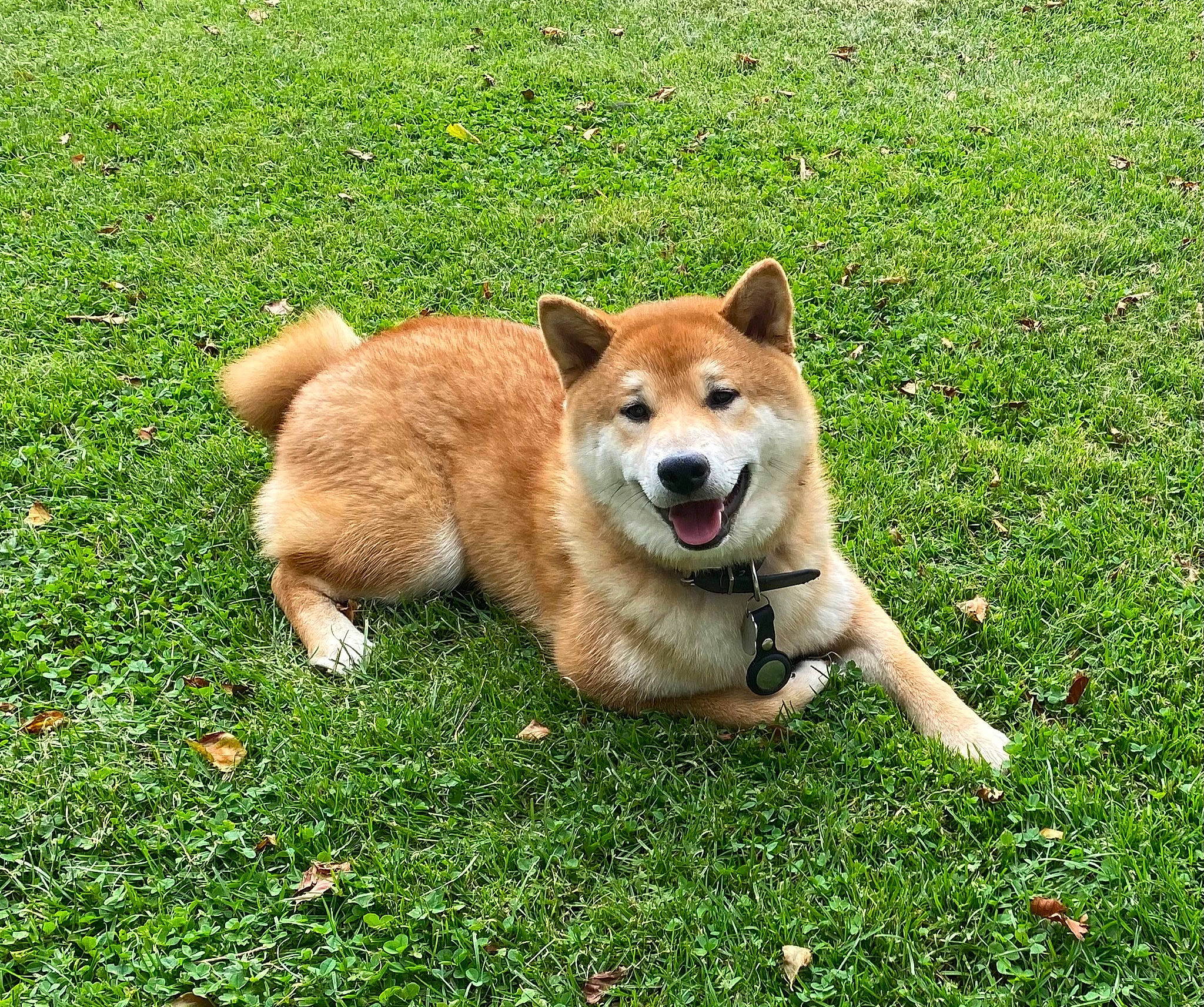 Sunny a rejoint le concours — aidez-le/la à gagner de superbes lots ! ancient_dog_breeds, carnivore, companion_dog, corgi_chihuahua, dog, dog_breed, grass, groundcover, non_sporting_group, plant, tail, working_animal