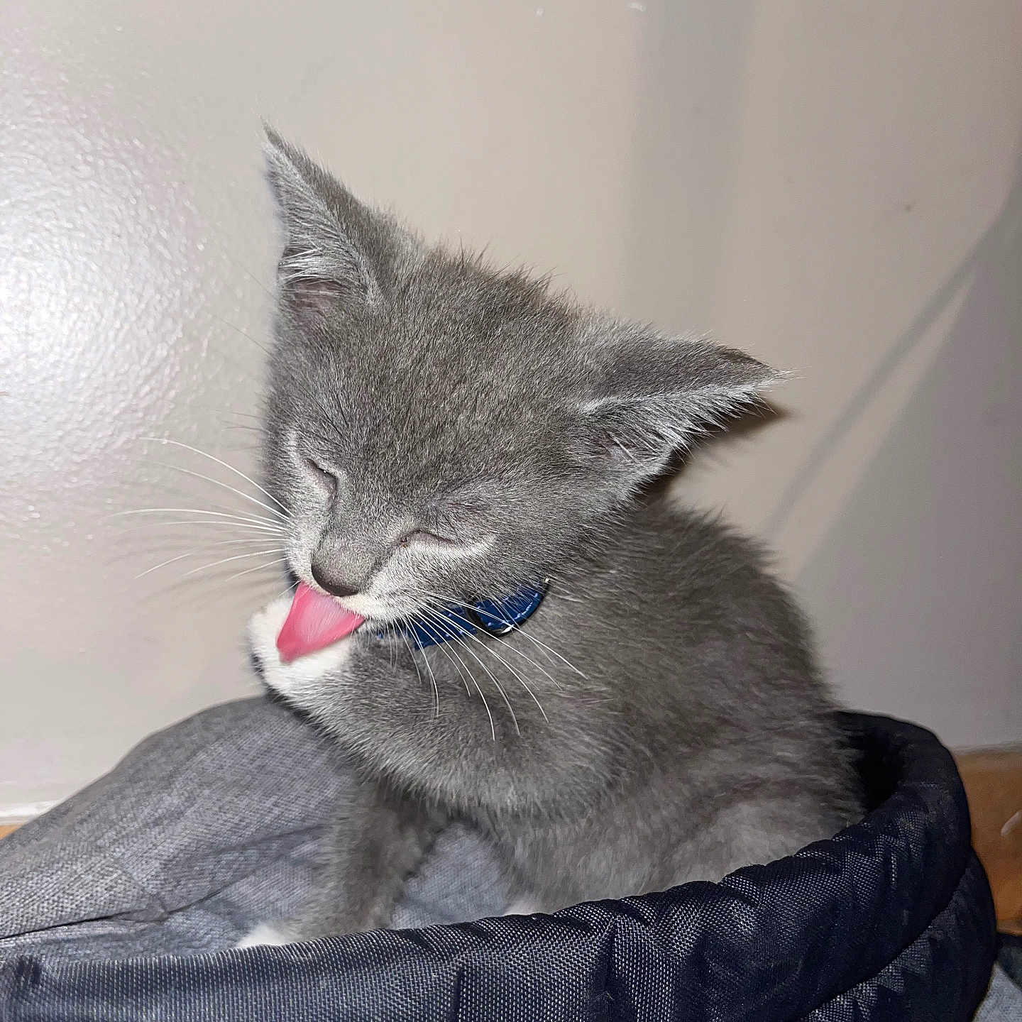 Guizmo participe au concours pour gagner de l'argent avec cette photo : adorable, animal, blue_collar, closeup, cozy, cute, domestic_cat, feline, fur, gray_cat, indoor, kitten, licking, pet, pet_bed, resting, sleepy, small_cat, whiskers, young_cat