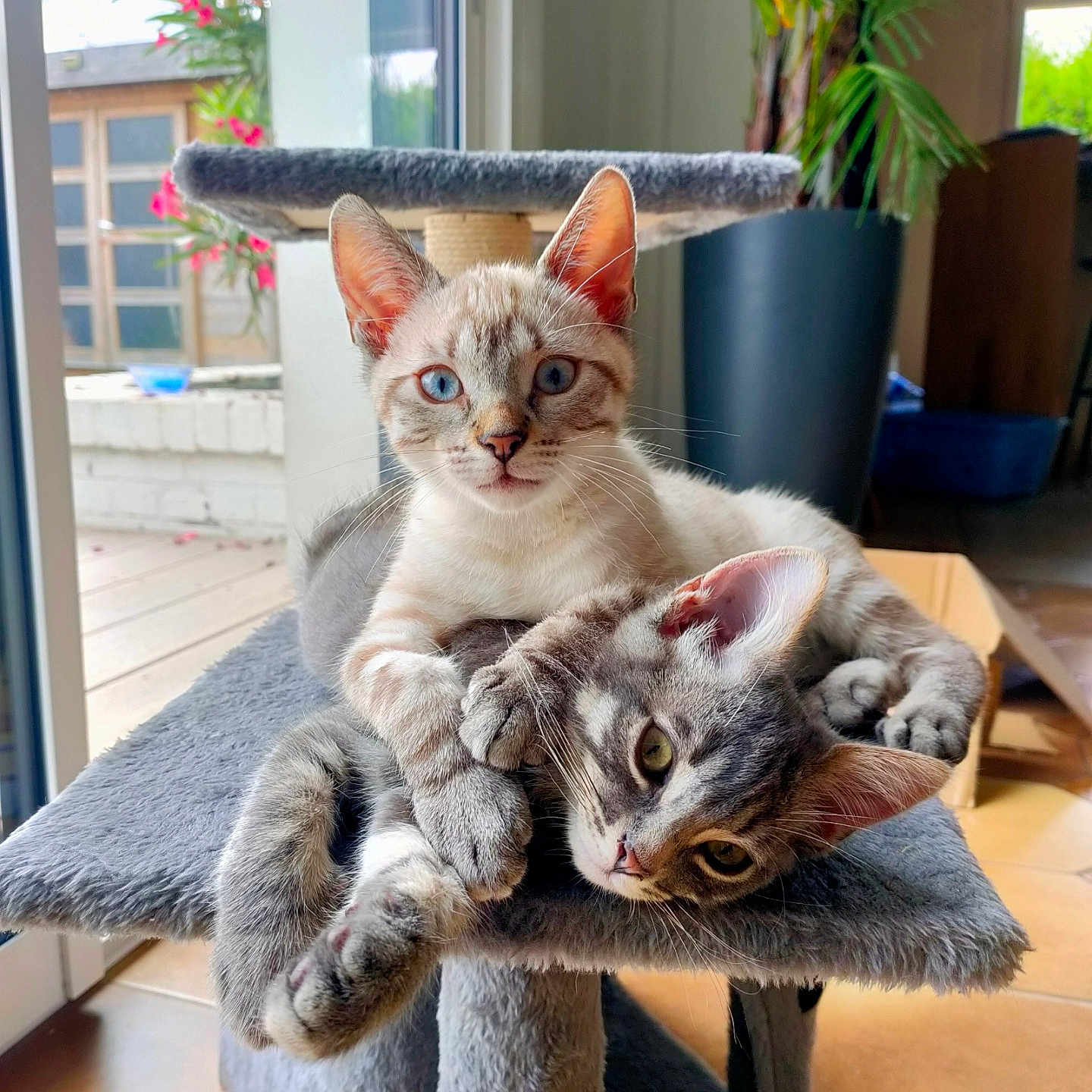 Guismo Et Grisou participe au concours pour gagner de l'argent avec cette photo : animal, blue_eyes, cat, cat_tree, close_up, cozy, cuddle, cute, feline, floor_tiles, gray_fur, home, indoor, kitten, natural_light, pets, plant, relaxing, tabby, window