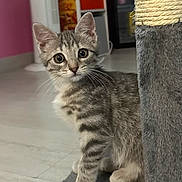 Hoshy participe au concours pour gagner de l'argent avec cette photo : animal, cat, curious, cute, ears, feline, floor, fur, gray, home, indoor, kitten, pet, playful, scratching_post, small, striped, tabby, whiskers, young