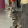animal, cat, curious, cute, ears, feline, floor, fur, gray, home, indoor, kitten, pet, playful, scratching_post, small, striped, tabby, whiskers, young