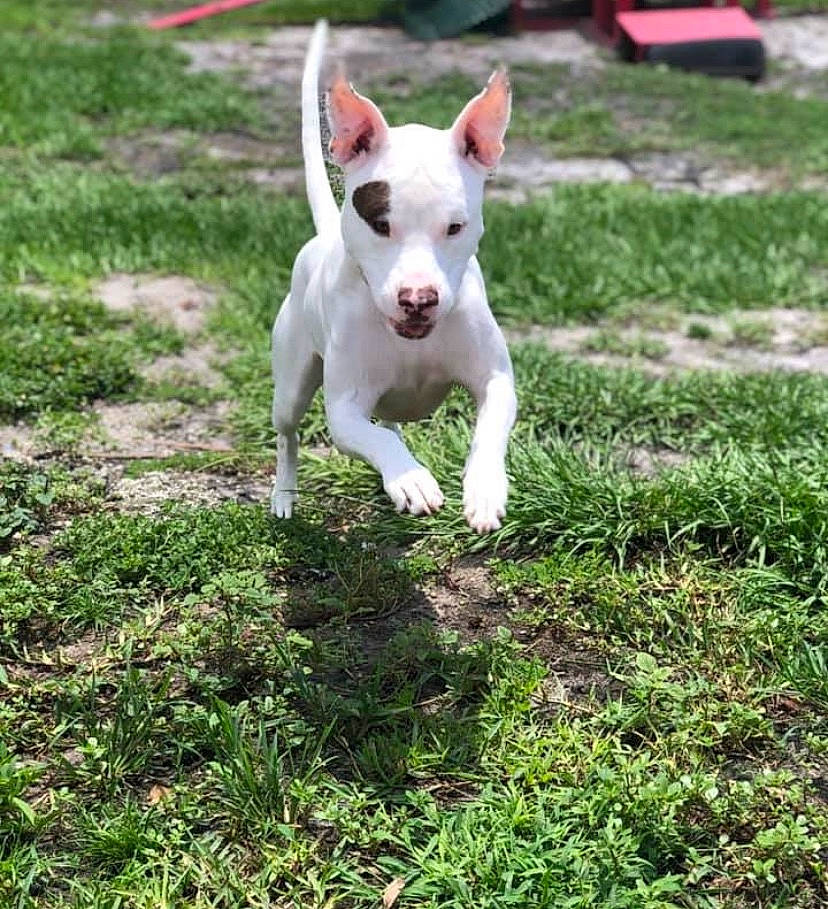 Harley Quinn is registered to the contest to win money with this photo: bull_and_terrier, bull_terrier, bull_terrier_miniature, canidae, carnivore, dog, dog_breed, english_white_terrier, fawn, grass, gull_terr, mammal, non_sporting_group, old_english_terrier, pit_bull, rare_breed_dog, terrier, vertebrate