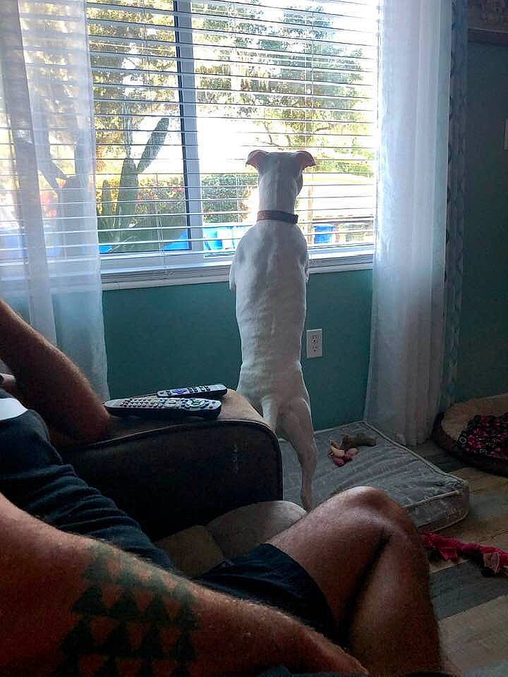 Harley Quinn joined the competition — help win amazing prizes! canidae, cat, fawn, human_leg, knee, leg, room, sitting, thigh, window