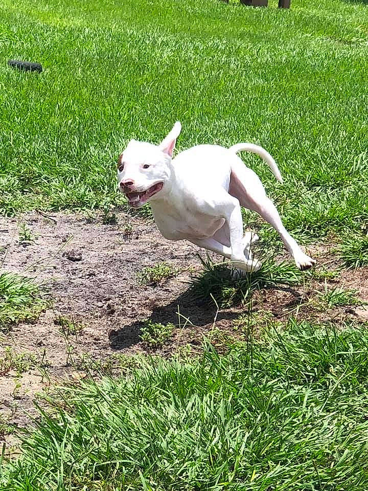 Harley Quinn joined the competition — help win amazing prizes! bull_and_terrier, bull_terrier, bull_terrier_miniature, canidae, carnivore, dog, dog_breed, dogo_argentino, dogo_guatemalteco, grass, mammal, non_sporting_group, sporting_group, vertebrate