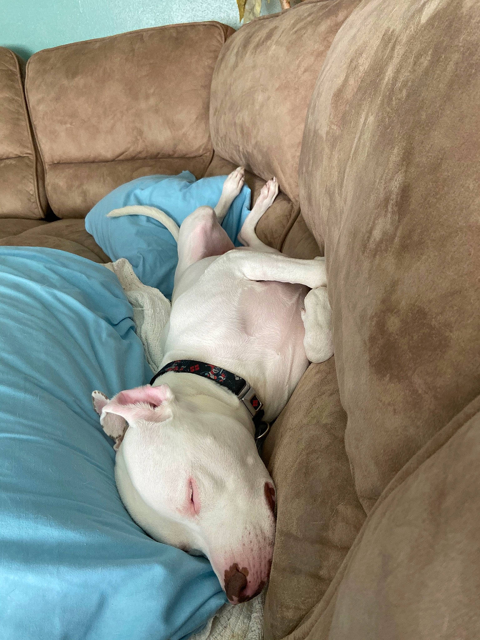 Harley Quinn is registered to the contest to win money with this photo: american_bulldog, american_pit_bull_terrier, bull_terrier, bull_terrier_miniature, bulldog, canidae, carnivore, companion_dog, dog, dog_breed, dogo_argentino, fawn, leg, mammal, nap, non_sporting_group, nose, pit_bull, puppy, snout