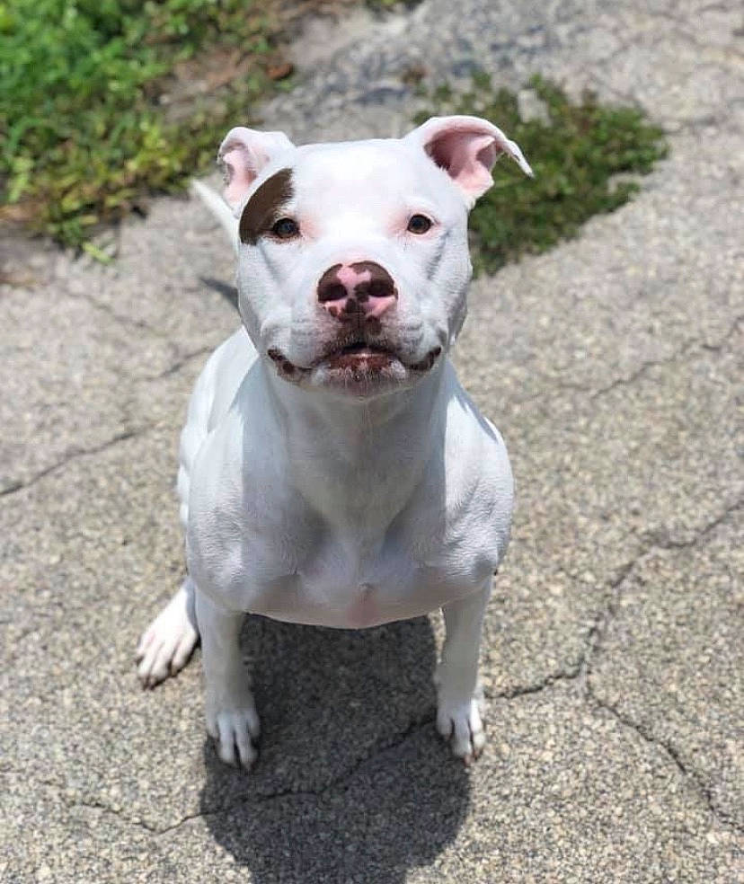 Harley Quinn joined the competition — help win amazing prizes! american_bulldog, american_pit_bull_terrier, american_staffordshire_terrier, bull_and_terrier, canidae, carnivore, cordoba_fighting_dog, dog, dog_breed, dogo_guatemalteco, dorset_olde_tyme_bulldogge, fawn, mammal, molosser, non_sporting_group, pit_bull, rare_breed_dog, snout, staffordshire_bull_terrier, vertebrate