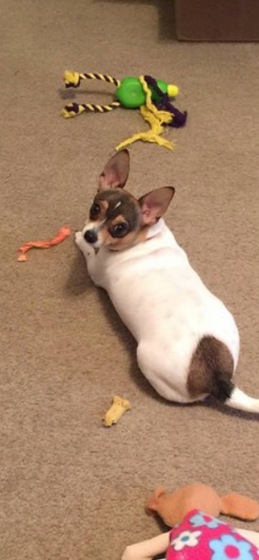 Deebo joined the competition — help win amazing prizes! canidae, carnivore, chihuahua, companion_dog, dog, dog_breed, fawn, mammal, miniature_fox_terrier, puppy, rat_terrier, tail, teddy_roosevelt_terrier, tenterfield_terrier, toy_dog, toy_fox_terrier, vertebrate