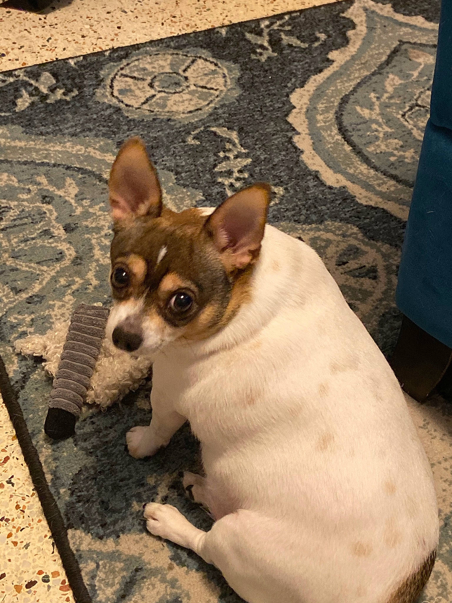 Deebo joined the competition — help win amazing prizes! canidae, carnivore, chihuahua, corgi_chihuahua, dog, dog_breed, feist, mammal, miniature_fox_terrier, puppy, rat_terrier, snout, teddy_roosevelt_terrier, tenterfield_terrier, toy_fox_terrier, vertebrate, whiskers