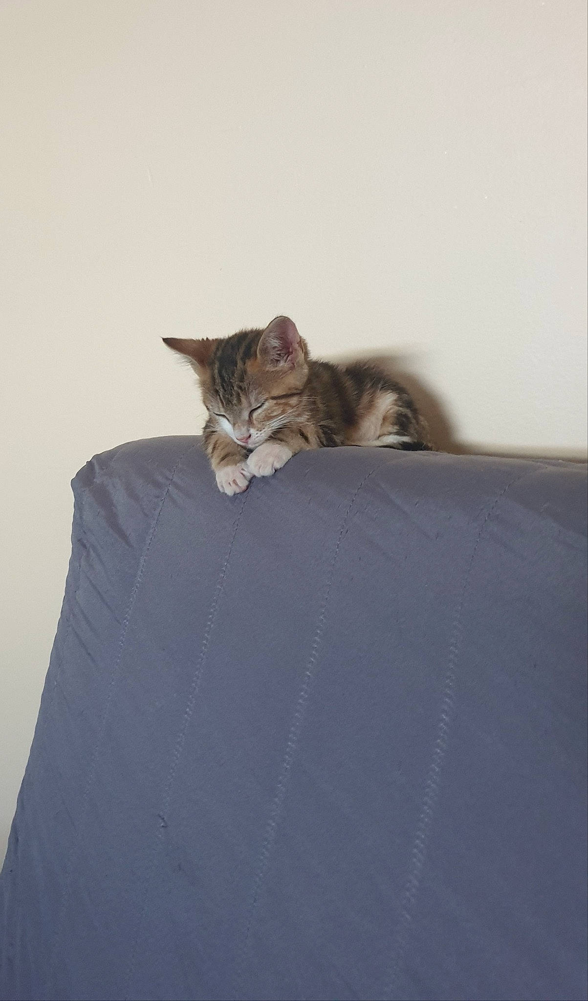 Riley participe au concours pour gagner de l'argent avec cette photo : asian, bed, carnivore, cat, comfort, domestic_short_haired_cat, european_shorthair, felidae, fur, kitten, small_to_medium_sized_cats, tabby_cat, whiskers