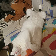 Ezio participe au concours pour gagner de l'argent avec cette photo : cat, sleeping, bed, blanket, clothing, hoodie, black_and_white, feline, domestic_animal, relaxed, indoor, cozy, fur, pet, cute, resting, soft, comfortable, animal, nap