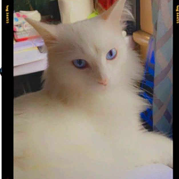 Snowball