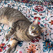Winston joined the competition — help win amazing prizes! cat, gray_tabby, lying_down, rug, patterned_rug, wooden_floor, floorboards, chair_legs, indoor, pet, animal, feline, relaxed, golden_eyes, curious, whiskers, ears, paws, fur, domestic_cat