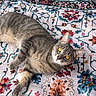 cat, gray_tabby, lying_down, rug, patterned_rug, wooden_floor, floorboards, chair_legs, indoor, pet, animal, feline, relaxed, golden_eyes, curious, whiskers, ears, paws, fur, domestic_cat