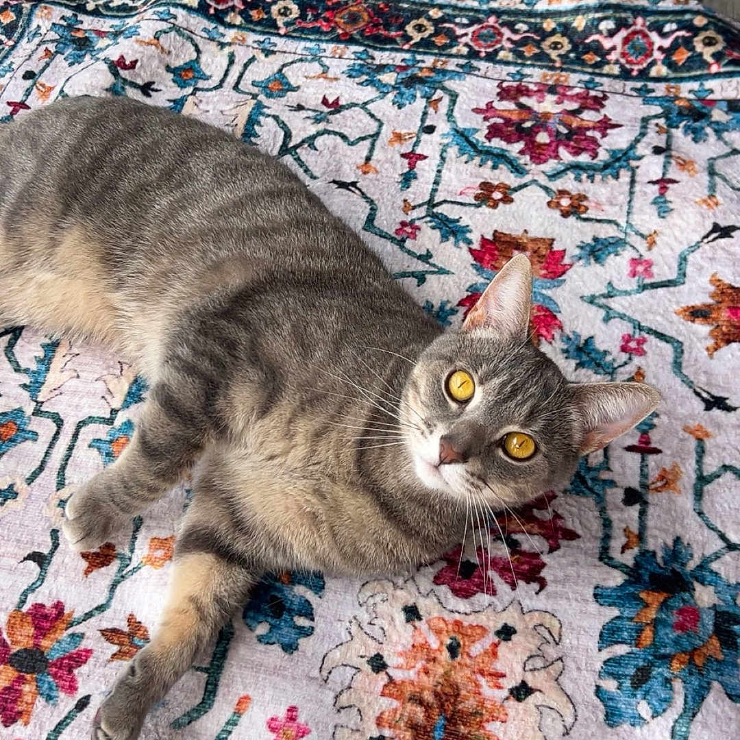 Winston joined the competition — help win amazing prizes! cat, gray_tabby, lying_down, rug, patterned_rug, wooden_floor, floorboards, chair_legs, indoor, pet, animal, feline, relaxed, golden_eyes, curious, whiskers, ears, paws, fur, domestic_cat