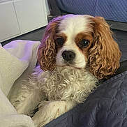 Nelly a rejoint le concours — aidez-le/la à gagner de superbes lots ! animal, blanket, brown_and_white, canine, cavalier_king_charles_spaniel, comfort, companion, couch, curly_ears, cute, dog, domestic_animal, floor, fur, home, indoor, living_room, pet, relaxed, resting