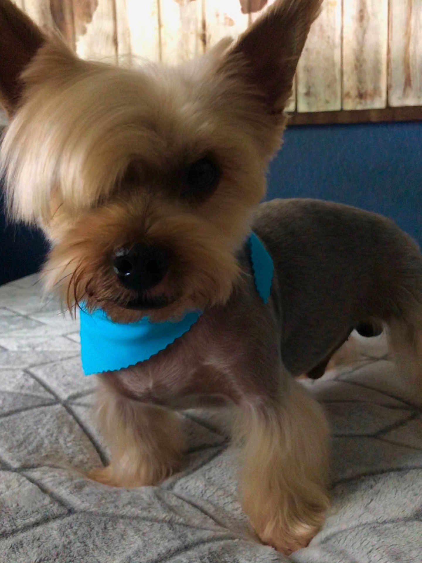 Louie joined the competition — help win amazing prizes! dog, pet, small_dog, blue_bandana, fur, indoor, bedspread, wooden_wall, curious, animal, mammal, companion, cute, domestic, portrait, standing, paw, fur_texture, groomed, canine