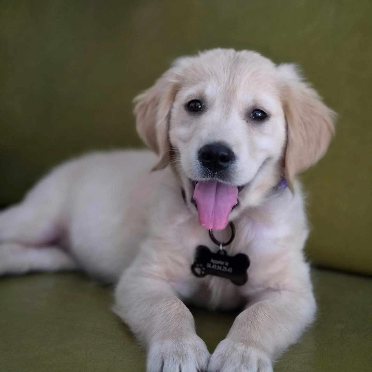 Lola a rejoint le concours — aidez-le/la à gagner de superbes lots ! puppy, dog, golden_retriever, fluffy, white_fur, lying_down, tongue_out, open_mouth, portrait, pet, collar, name_tag, bone_tag, green_background, indoor, close_up, front_view, paws, cute, animal