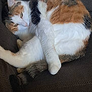 Snowy joined the competition — help win amazing prizes! cat, calico_cat, pet, animal, fur, sleeping, curled_up, indoor, couch, cozy, resting, whiskers, tail, paw, feline, domestic_animal, relaxed, soft_lighting, home_interior, furniture