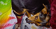 Betty a rejoint le concours — aidez-le/la à gagner de superbes lots ! animal, black_fur, blanket, close_up, comfort, companion, cozy, cute, dog, fur, home, indoor, looking_up, paw, person, pet, resting, small_dog, tan_fur, tie_dye_shirt