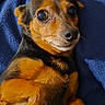 animal, blue_blanket, brown_and_black, close_up, companion, cozy, curious_expression, cute, dog, domestic, fur, indoors, keys, laying, lying_down, pet, portrait, relaxed, resting, small_dog