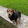 animal, bench, black_and_tan, canine, daylight, dog, ears, fur, grass, ground, leaf, looking, nature, outdoor, park, pathway, paws, pet, small_dog, stone_bench