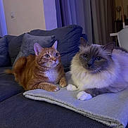 Folcon Et Mira a rejoint le concours — aidez-le/la à gagner de superbes lots ! alert, blanket, cat, cats, couch, cozy, cute, domestic_animal, feline, fluffy_cat, fur, ginger_cat, indoor, living_room, pet, resting, seal_point, tabby, two_animals, whiskers