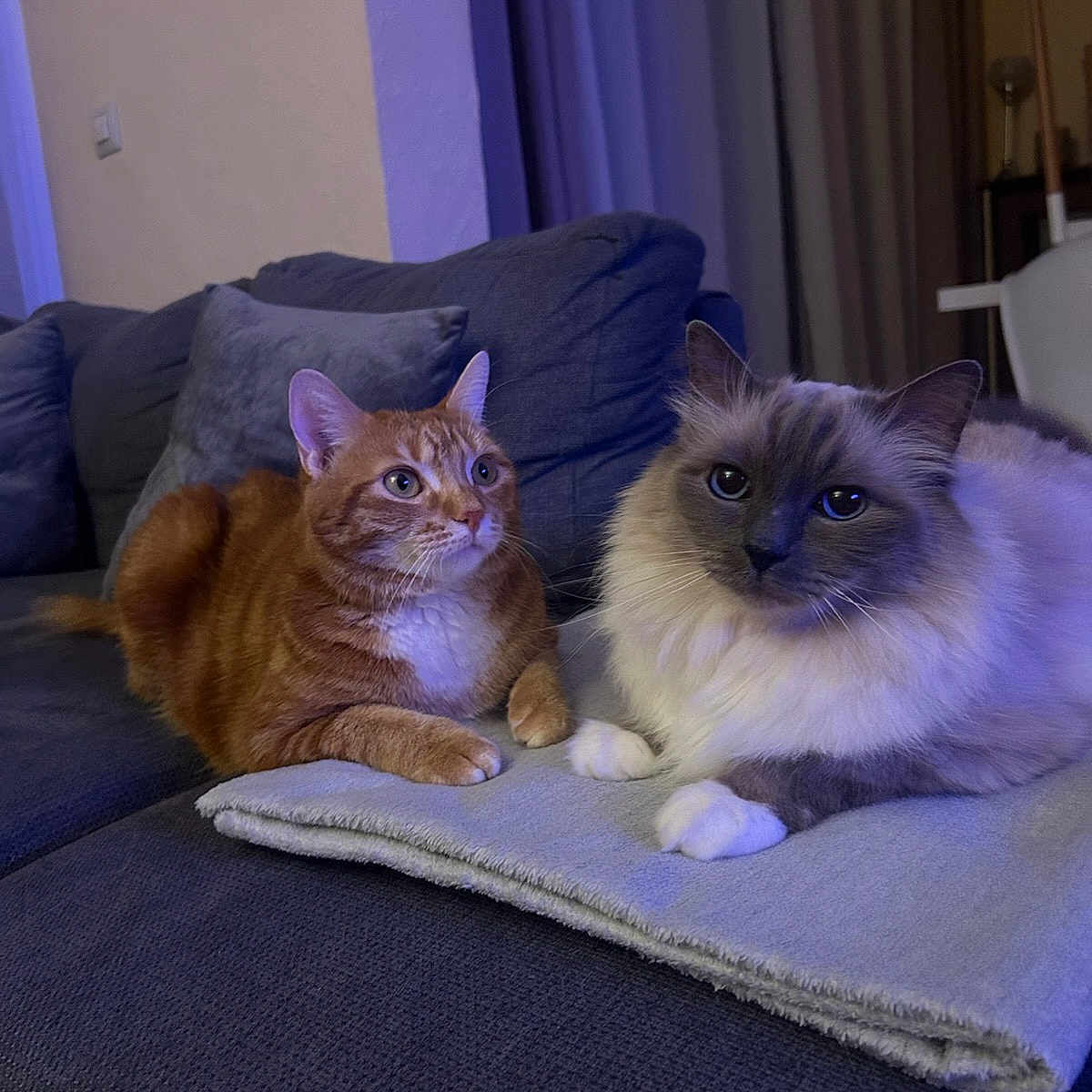 Folcon Et Mira a rejoint le concours — aidez-le/la à gagner de superbes lots ! alert, blanket, cat, cats, couch, cozy, cute, domestic_animal, feline, fluffy_cat, fur, ginger_cat, indoor, living_room, pet, resting, seal_point, tabby, two_animals, whiskers