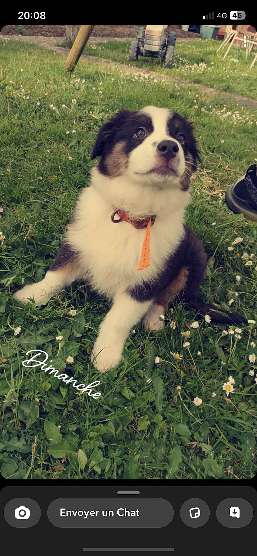 Marley a rejoint le concours — aidez-le/la à gagner de superbes lots ! canidae, carnivore, companion_dog, dog, dog_breed, fur, grass, green, herding_dog, lawn, non_sporting_group, people_in_nature, plant, puppy, snout, sporting_group, toy_dog, whiskers, working_animal, working_dog