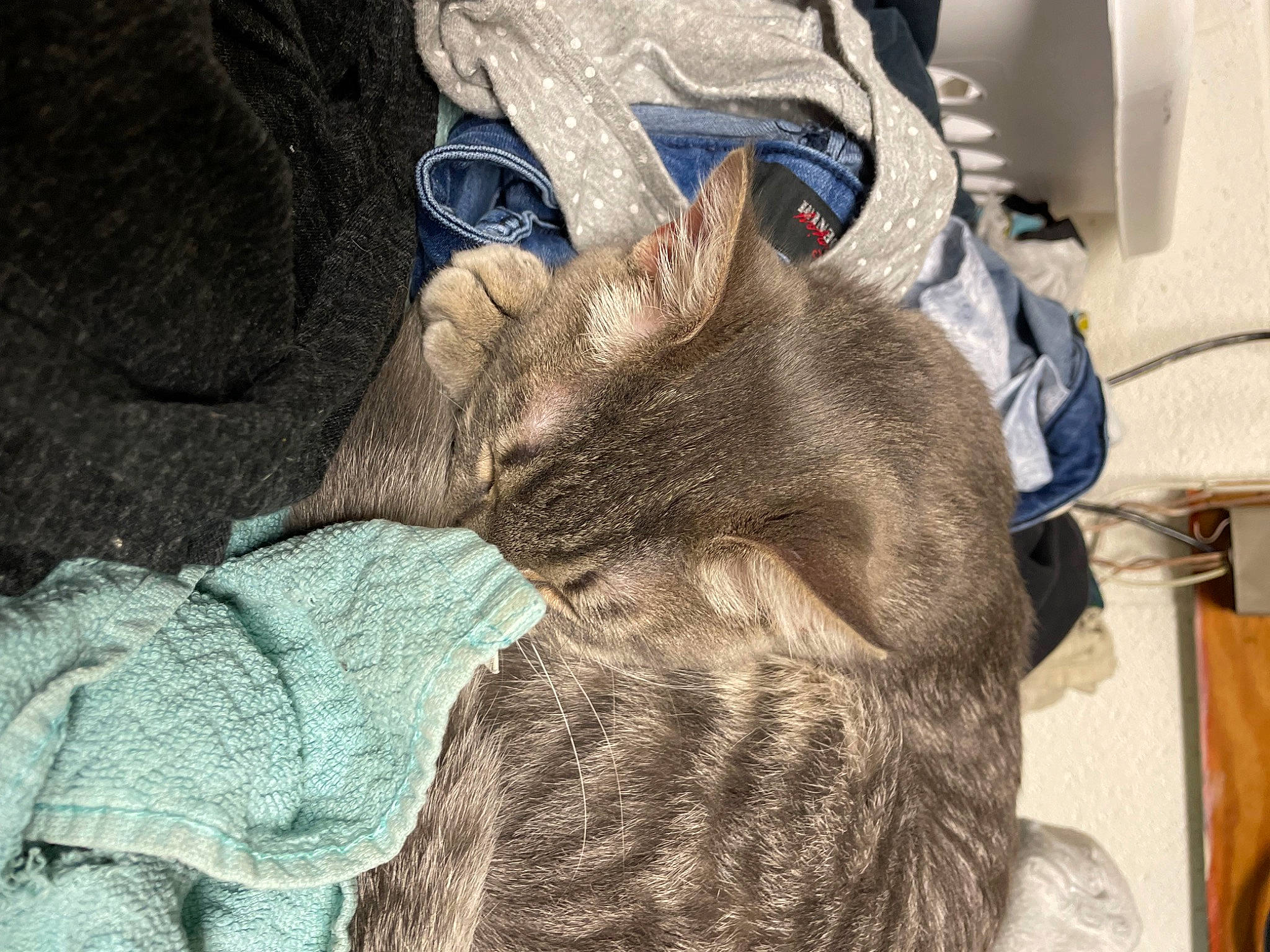 Pretty Boy Floyd is registered to the contest to win money with this photo: carnivore, cat, claw, domestic_short_haired_cat, felidae, fur, grey, hat, military_camouflage, paw, small_to_medium_sized_cats, snout, tail, terrestrial_animal, whiskers, wildlife, working_animal