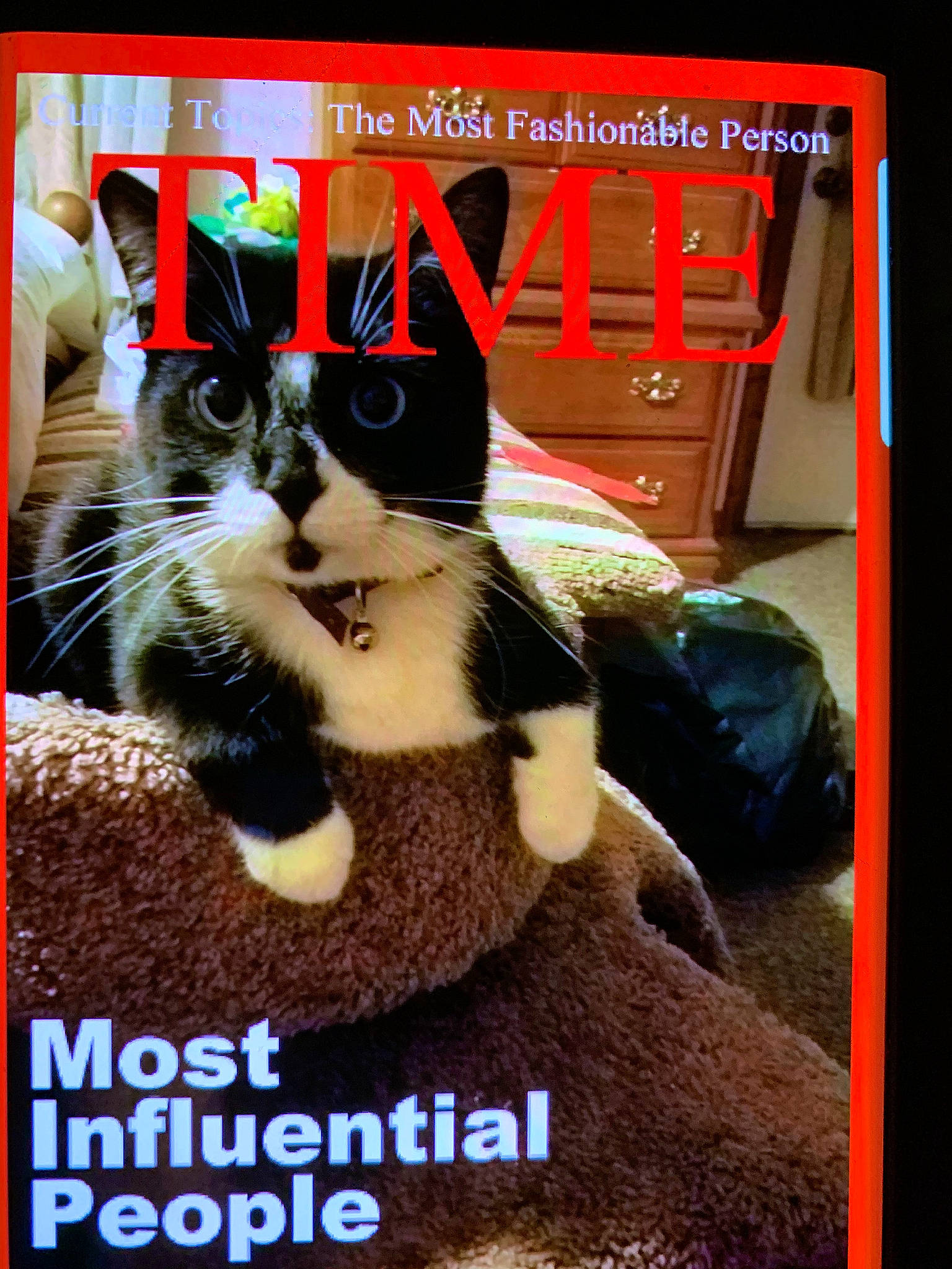 Jinx joined the competition — help win amazing prizes! advertising, box, carnivore, cat, display_device, domestic_short_haired_cat, felidae, font, fur, paw, pet_supply, photo_caption, publication, rectangle, room, small_to_medium_sized_cats, square, tail, television, whiskers